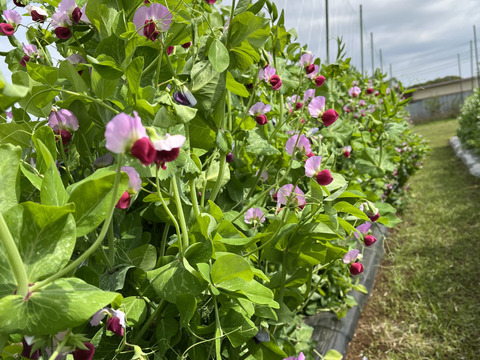 味が濃くシャキシャキ食感の絹さや500g