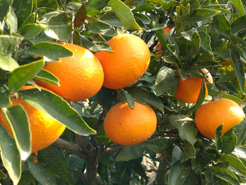 在庫処分セール 言い換え 希少な柑橘】爽やかなオレンジ香、プリンス清見🍊3kg(箱込み 果物