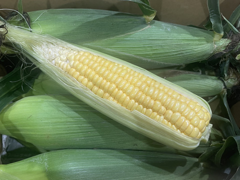 安西農園の生で美味しいトウモロコシ味来