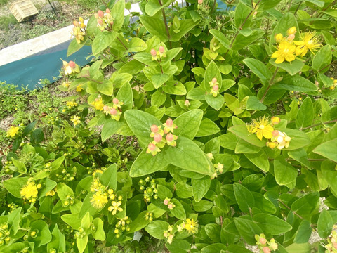 【10本、40㎝】夏に強い丈夫なヒペリカム（グリーン・ピンク）ドライフラワーにも。