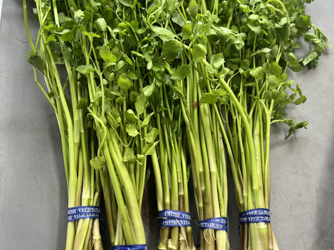 春せり 訳あり 鍋 セリ鍋 きりたんぽ鍋  天ぷら 500g〜550g せり 三関産せり しゃぶしゃぶ セリ 家庭 ギフト お歳暮 クリスマス すき焼き 家庭 雑煮 七草