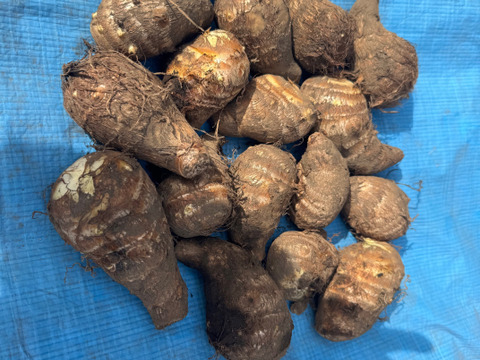 【定番福袋】もりもりお芋野菜セット 農薬不使用で育てたお芋 さつまいもと里芋4kg以上　採れたて葉物野菜もサービスでお届け致します。