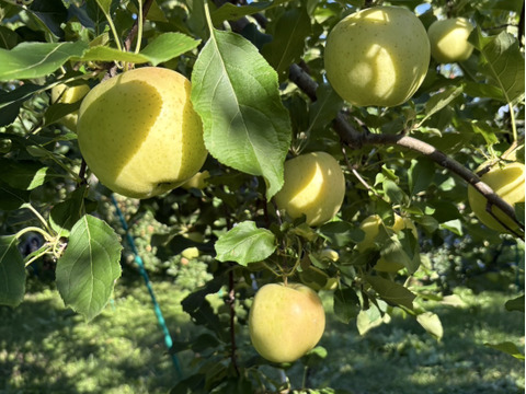 今が旬！特別栽培りんご「トキ（黄りんご）」Ａ品・5㎏