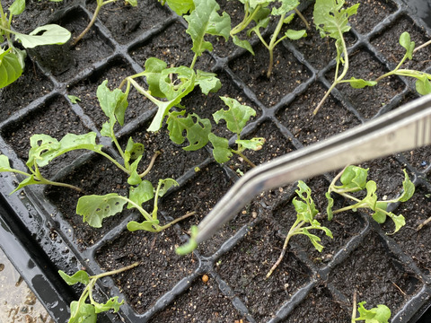 農薬不使用・栄養たっぷり『ブロッコリー🥦』重量分たっぷり詰めます！