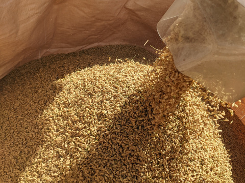 【R５ 10月収穫🌾】新品種 なつほのか 10kg 精米