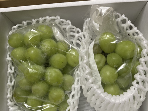 限定追加100箱【訳あり品 大ボリューム】化学肥料・除草剤不使用 山形県産 シャインマスカット 約800g～1.2kg以上　SHAW02-02