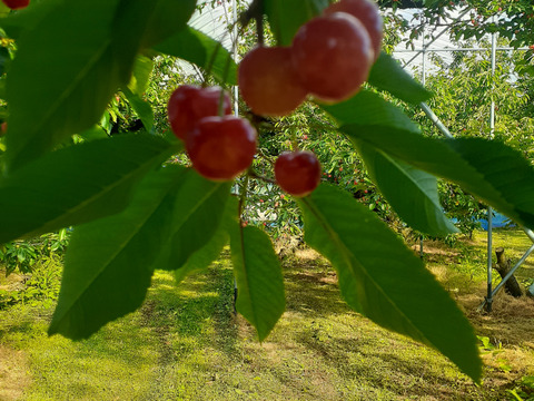 【父の日ギフト】メッセージ付き　さくらんぼ佐藤錦 500ｇ バラ詰 山形県産