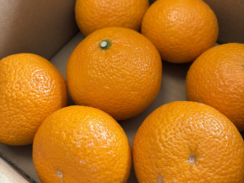 超希少！　スイートスプリング 1.5kg