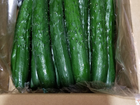 朝採り！信州産きゅうりA品2kg（箱重量込・正味1.8㎏）
