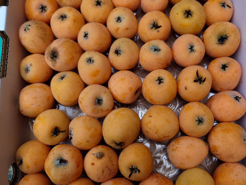 【加工用】露地びわ×2ケース『最終受付です！』