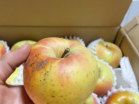 【販売中！】青森県産りんご「ぐんま名月」家庭用 キズ有 約5kg 【光センサー選果・高リピート率】