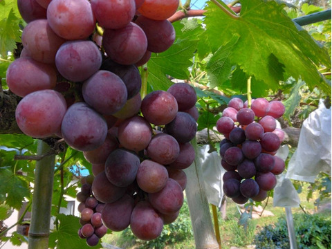 【大人気のコンビネーション】　9月初旬発送　シャインマスカット1房+ピオーネ1房 1.2kg前後　収穫後すぐに発送　のしギフト対応