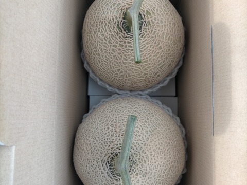 【一茎一果。1苗に1つだけ！】アールスメロン(1.4kg～)2玉セット