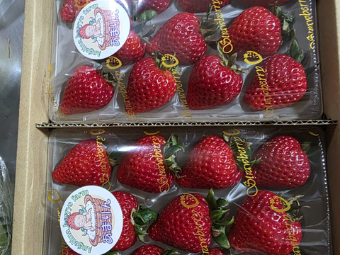 プレミアムいちご 『あまりん』6粒、8粒、9粒、11粒、15粒 のいずれか 250g×2パック入り