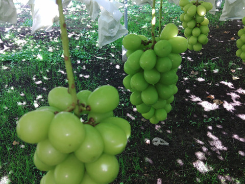 訳あり🍇朝採り🍇　果汁たっぷりのシャインマスカット(3kg ・6～7房入り)