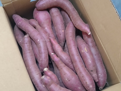 訳あり！熟成紅はるか　10kg  さつまいも