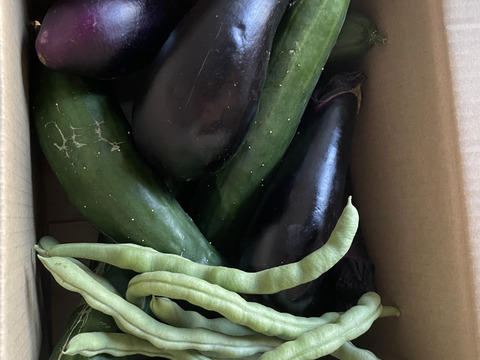 規格外！夏野菜3種詰め合わせ
