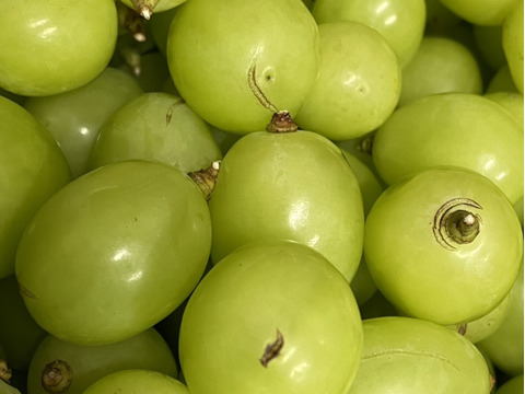 【長雨による裂果あり】シャインマスカット粒 1.5kg🟢当日収穫発送‼️ご家庭用🍇朝どれ順次発送‼️クール便のみ★離島注文不可