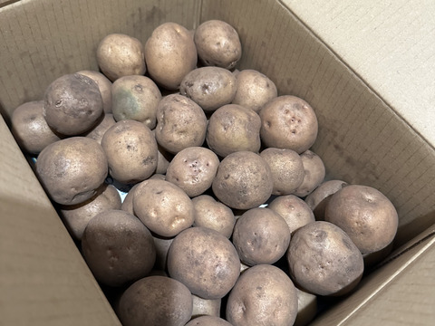 皮ごとでも食べられる！訳あり品【農薬・化学肥料不使用】MOA自然農法で育ったミニじゃがいも 2kg