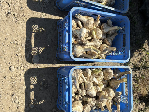 新鮮！青森出身の生産者が作った【にんにく】1kg