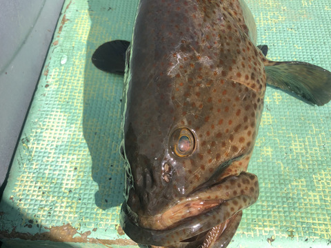 【活き締め】チャイロマルハタ　クエと張り合う旨みと食べ応え。刺身　鍋　しゃぶしゃぶ