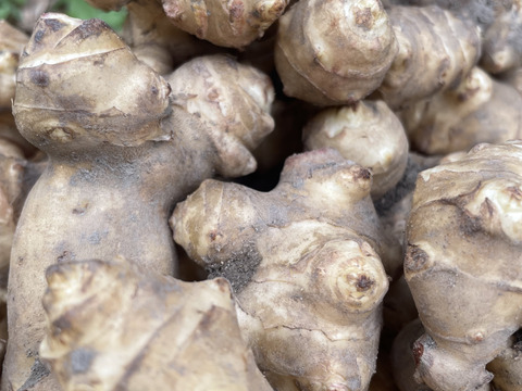 【水が綺麗な土地で栽培】菊芋3kg 【農薬を使わず栽培】【話題のスーパーフード】