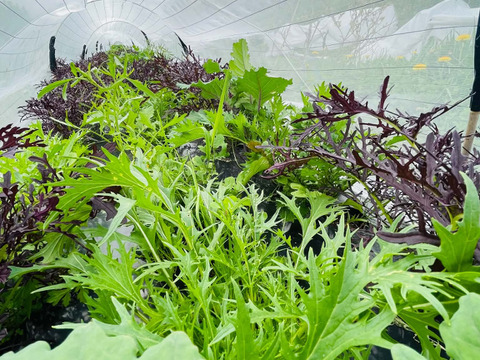 【自然栽培】道産サラダリーフ・600g （草の力だけで育てたこだわりの無肥料野菜）
