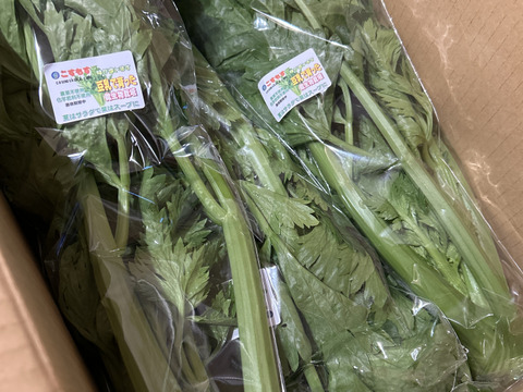 絶品》豆乳で育ったセロリ1株 5株まで同梱可：滋賀県産のその他セロリ 