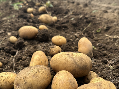 ⚠️もも様限定⚠️『キタアカリ』『とうや』合計10kg❗️各種約5kgずつ入っています