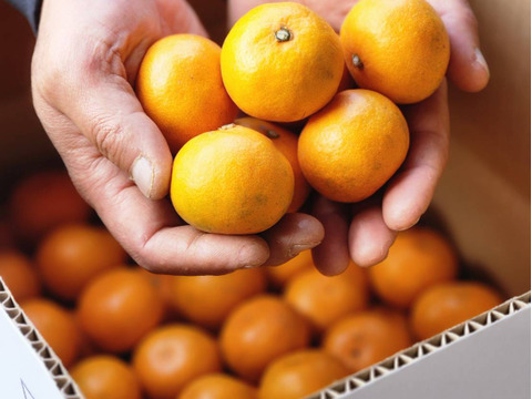 長崎県産訳あり伊木力系温州みかん5Kg