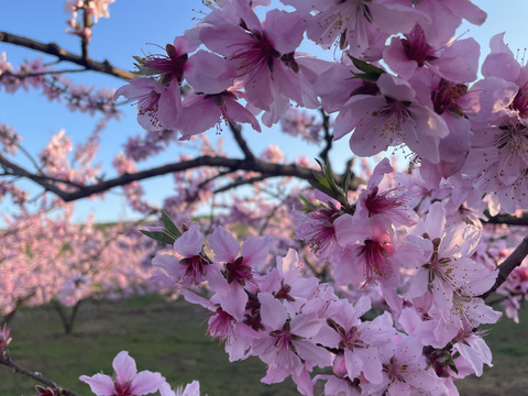 福島県オリジナル品種【ふくあかり】2㎏（6玉～9玉）