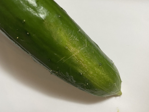 【加工向け奇形きゅうり】採れたてを発送！訳ありきゅうり（大きい曲がり、全体に傷、奇形ありきゅうり)5kg