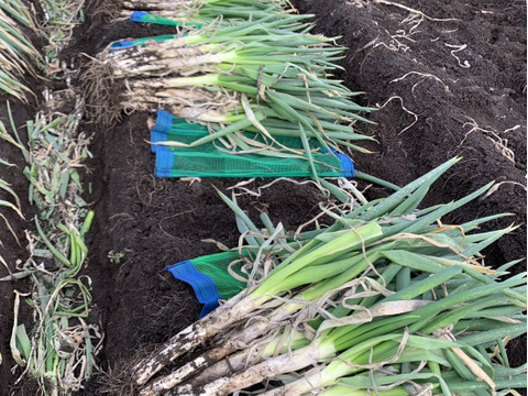 【訳アリ】＊秋田県産秋冬ねぎ＊  5㎏