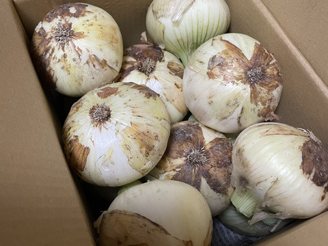 春の訪れ！淡路島の新玉ねぎ(3Kg)【期間限定】