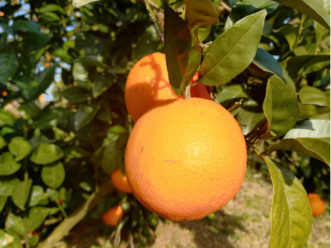 果汁たっぷり　ネーブル　5キロ 和歌山県産