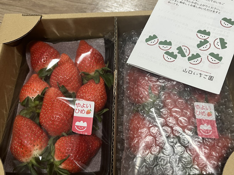 じゅわっと甘い群馬のいちご完熟やよいひめ粒ぞろいDX2パック