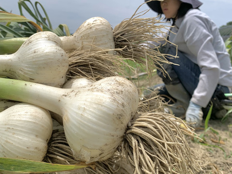 自然農ジャンボニンニク🧄採れたて1Kg【農薬・肥料不使用】（サイズ色々・バラ）