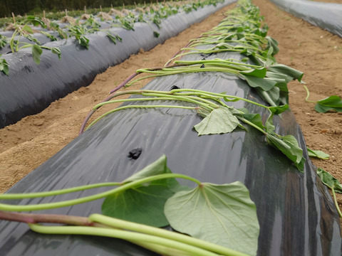 【熟成べにはるか】蜜たっぷり・しっとり甘い🍠焼き芋に最適！S〜Lサイズ混合／5kg／土付き