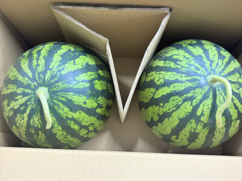 羅皇ザ・スウィート すいか 訳あり 食べきり小玉 2玉セット 福岡県朝倉産