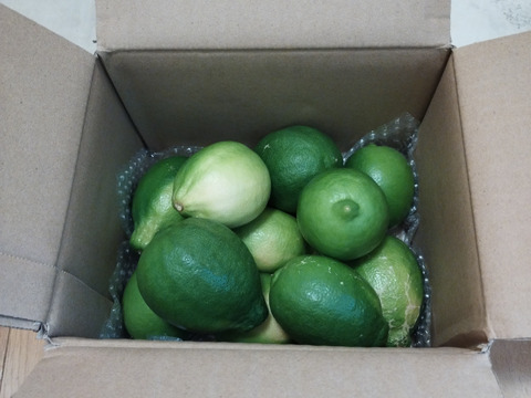 種がないレモン箱込約2㌔　1,000箱以上売れるレモン