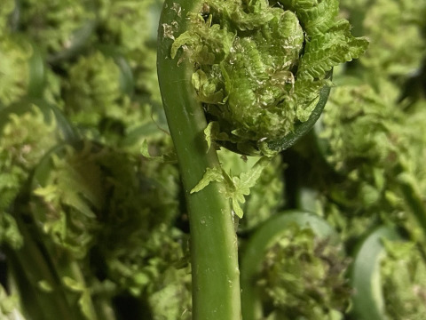 岩手県産　天然こごみ　山菜　(画像200g)