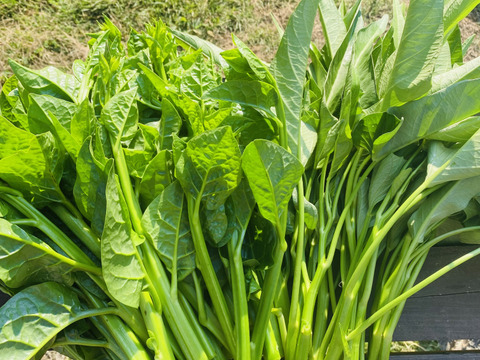 やまなす品 マーブル茄子（8玉サイズ） 【業務用食材の仕入れなら八面六臂】