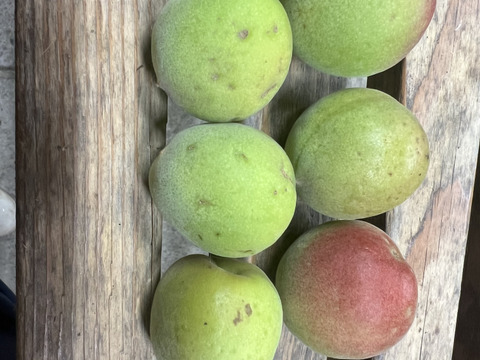 訳あり！南高梅1㎏青梅
梅酒・梅ジュース用