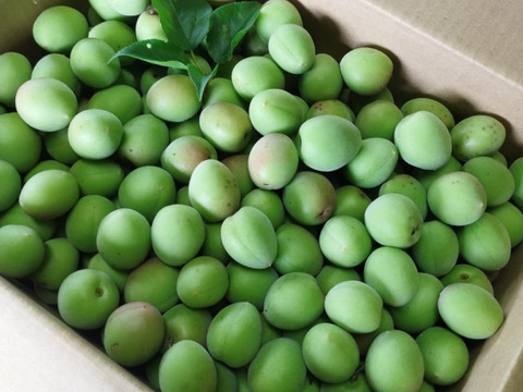 爽やかな酸味と香り　青梅５kg【自然栽培】