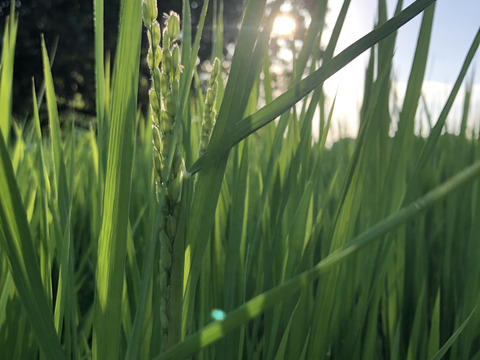 【新米】令和7年度産「静岡県産コシヒカリ」白米 はざかけ天日干し ご家庭用4.5kg（栽培期間中農薬不使用・無施肥）