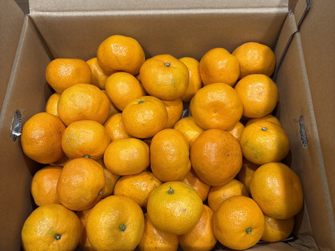 【食べチョクで１番売れてるみかんです！】夕やけみかん（5㎏）（圧倒的人気のみかんです！）