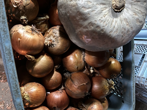 リピーター様限定