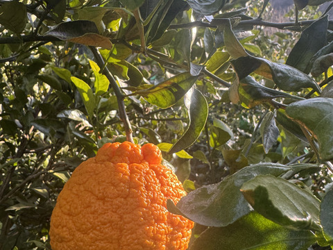 不知火（デコポン）