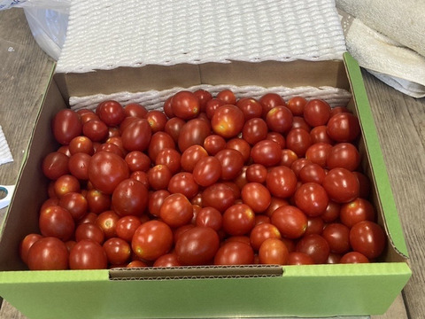 【ミニトマト2kg】淡路島産　濃厚な甘みと味の濃さが魅力的な品種「ジャングル」