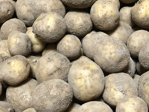 【農薬・化学肥料不使用栽培】2024年産　青森県産　じゃがいも(とうや）【数量限定販売】　1ｋｇ